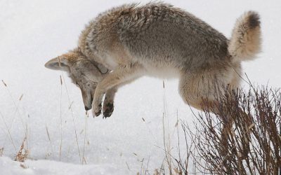Plays with Coyotes