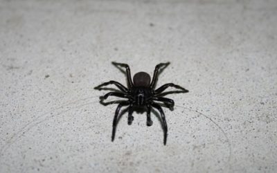 Spider Karma